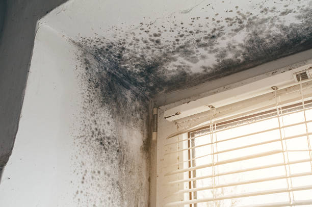 Trusted Black Mold Removal service in Waldwick, NJ - Cheap Mold Removal